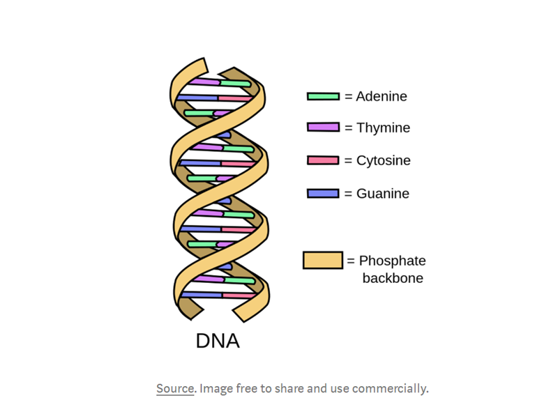 DNA序列